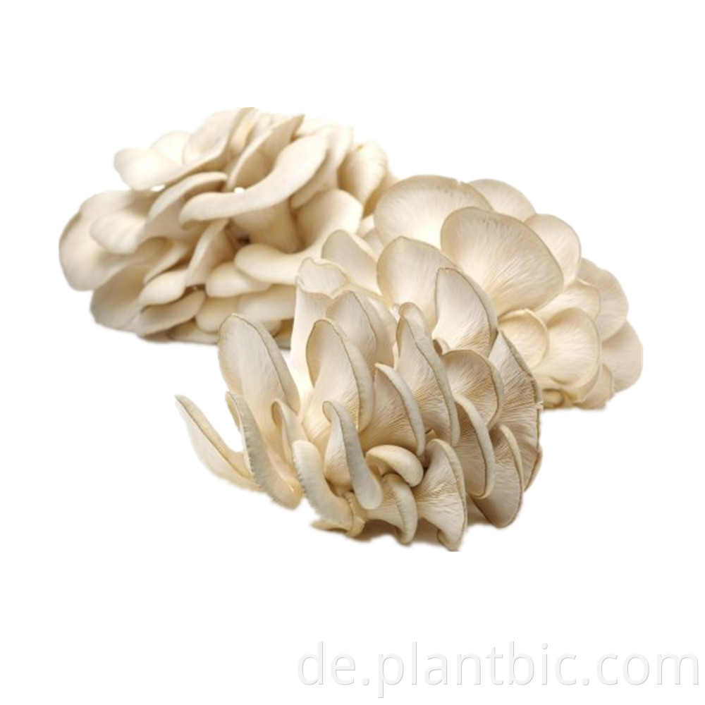 Lebensmittelqualität 100% Austern-Pilzpulver